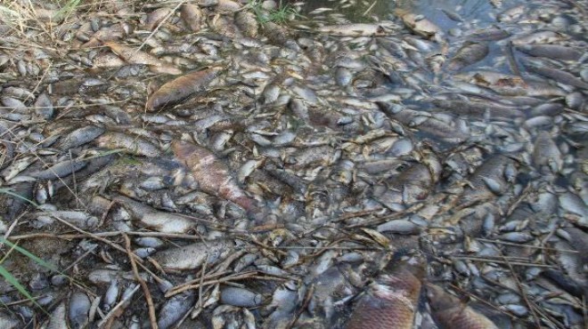 Ödemiş Gölcük te toplu balık ölümleri korkuttu
