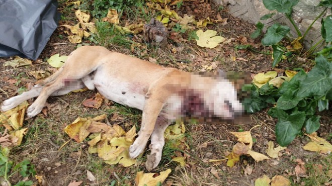 Okul bahçesinde, boğazı kesilmiş köpek ölüsü bulundu