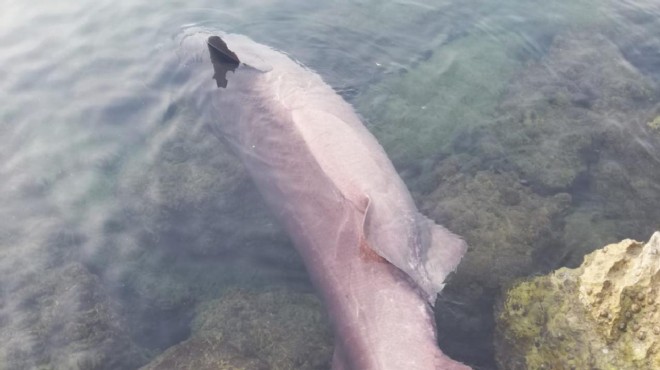 Ölü  altı solungaçlı köpek balığı  kıyıya vurdu