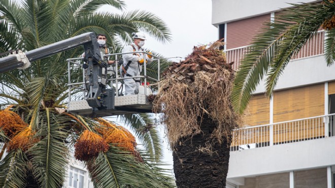 Palmiyelerin katili kırmızı böcek için zorlu mücadele