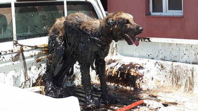 Petrole batan köpek kurtarıldı