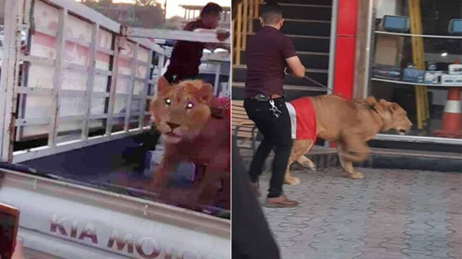 Polis köpeklerle müdahale edince gösterici aslan getirdi!