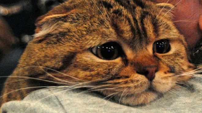 Rusya da 5 yaşındaki bir kedide koronavirüs çıktı