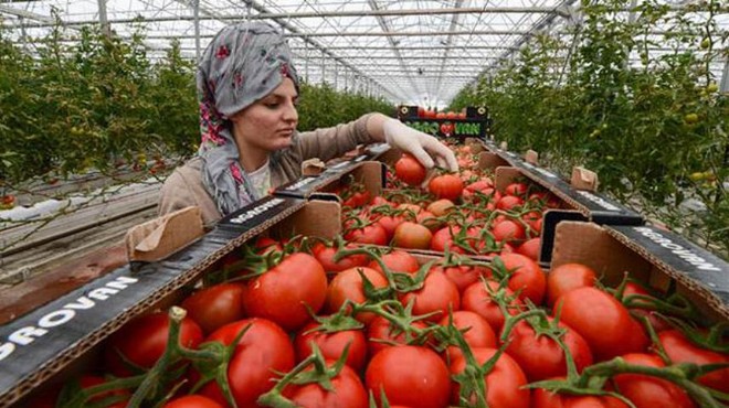 Rusya dan çok önemli domates açıklaması