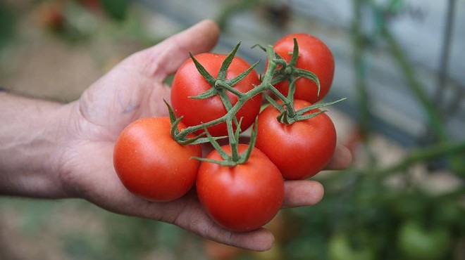 Rusya, Türkiye den alacağı domates kotasını yükseltti