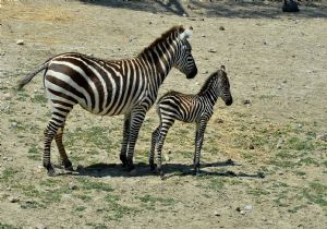 Bahar bereketi: İzmir’in zebra ailesi büyüyor 