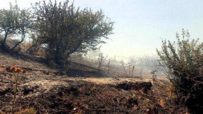Salihli’de 1.5 hektar kızılçam küle döndü