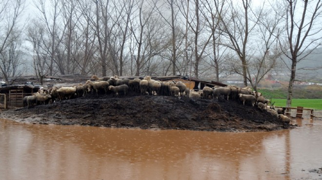 Sel sularının bastığı çiftlikte 30 hayvan telef oldu
