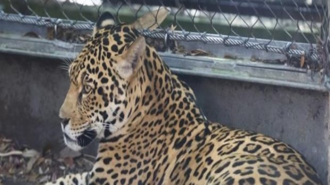 Selfie çekerken jaguar saldırdı!