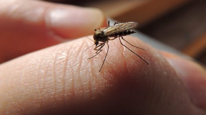 Sinek ve böceklerle koronavirüs taşınabilir mi?