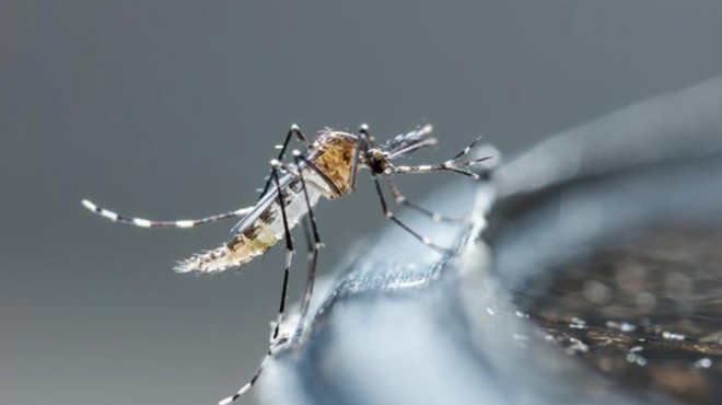 Sivrisinekten koronavirüs bulaşır mı?