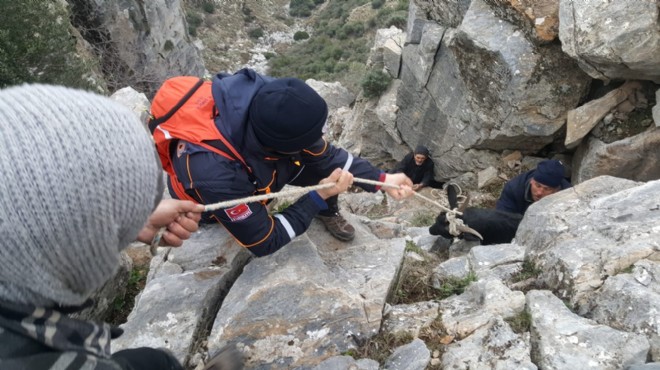 Söke de dağda mahsur kalan keçiyi AFAD kurtardı