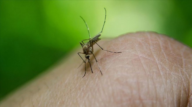 Şok ölüm: Sivrisinek ısırması can aldı