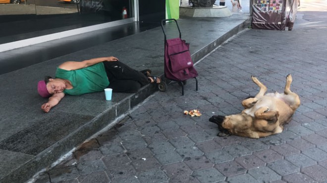 Sokak köpeği evsiz kadının yanında sırt üstü yattı