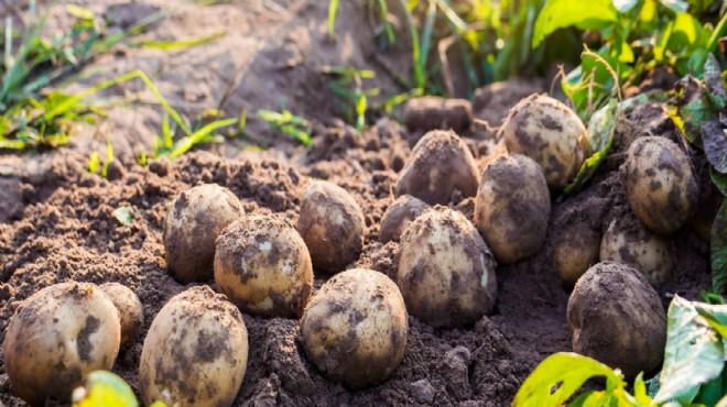 Tarım Bakanlığı duyurdu: İki patates çeşidi geliştirildi