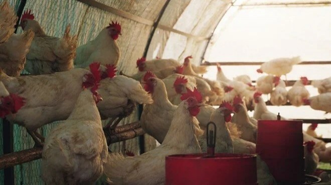Tavuk üretiminde kriz kapıda: Üretim duracak!