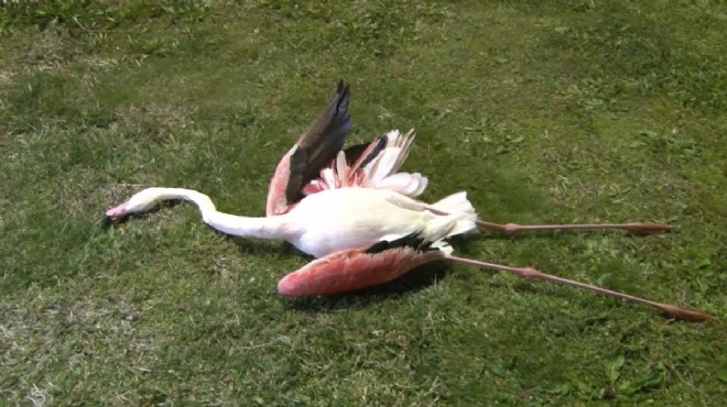 Telef olan flamingolarda kuş gribi şüphesi sonuçlandı