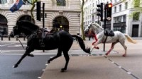 O ülkede askeri atlar firarda: Polis yakaladı!