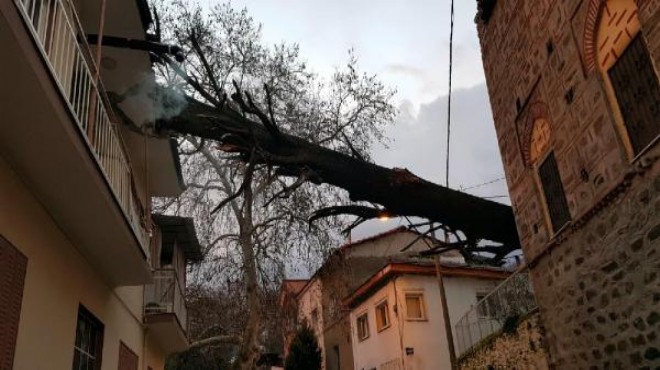 Tire de 200 yıllık ağaç, evin çatısına devrildi