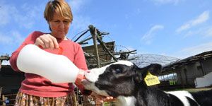 Üreticiden  büyük  övgü: Süt kuzusu göçü önledi