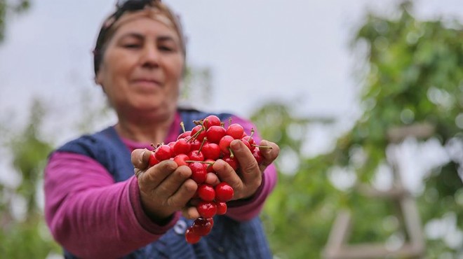 Toprak Ana Etkinliği ne geri sayım: İzmir in ürünlerini dünya tanıyacak