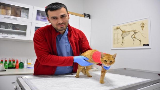 Torbalı da havalı tüfekle vurulan kedi tedavi edildi