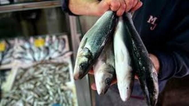 Türk balıkçılığında hedef Çin pazarı