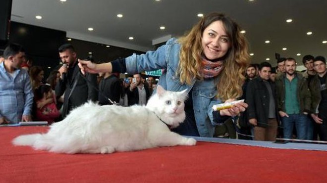 Türkiye nin en güzel kedisi seçildi