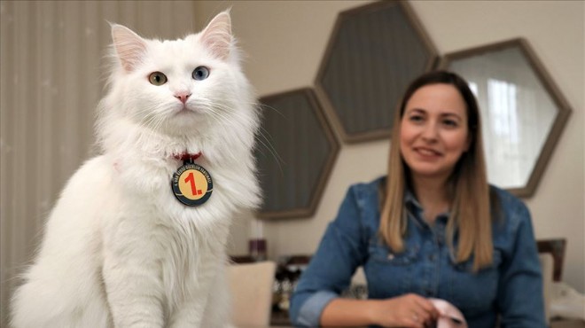 Türkiye nin en güzel Van Kedisi ne özel bakım