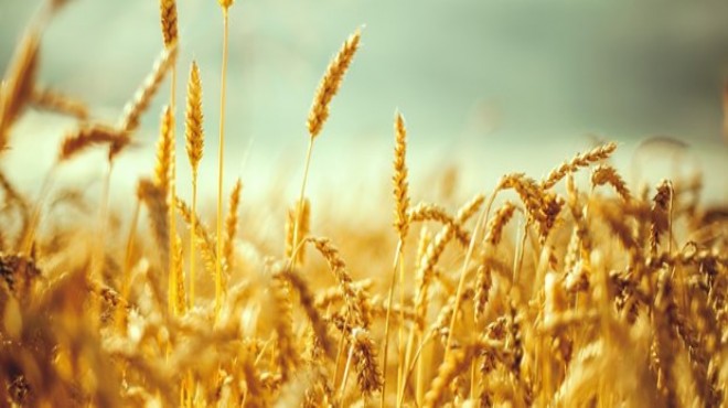 Türkiye nin  tahıl  hamlesinin Rusya ya faturası