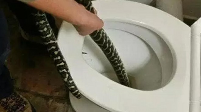 Tuvalete oturan kadına yılan saldırdı