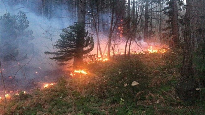 Uludağ da orman yangını kontrol altında