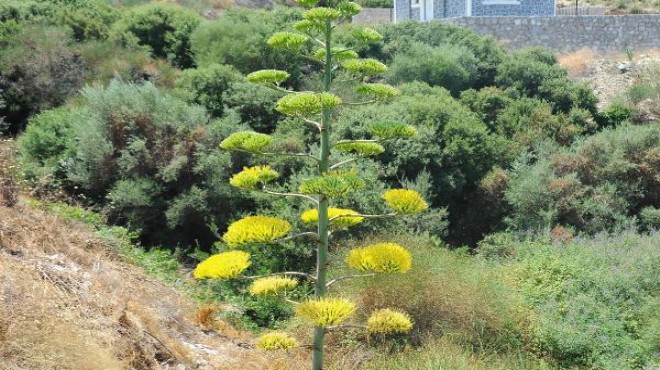 UNESCO nun dünya mirası listesindeki agave bitkisi çiçek açtı