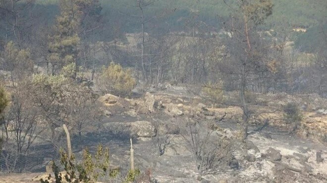 Uşak ta çıkan orman yangını kontrol altına alındı