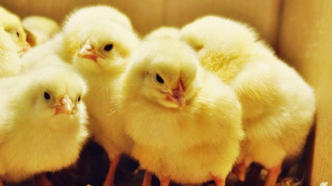 Ve  civciv direnişi  başlıyor: Tavuk üretimi duracak!