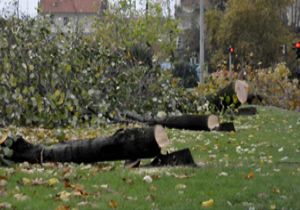 CHP’li belediyeden ağaç katliamı, CHP li vekilden isyan! 