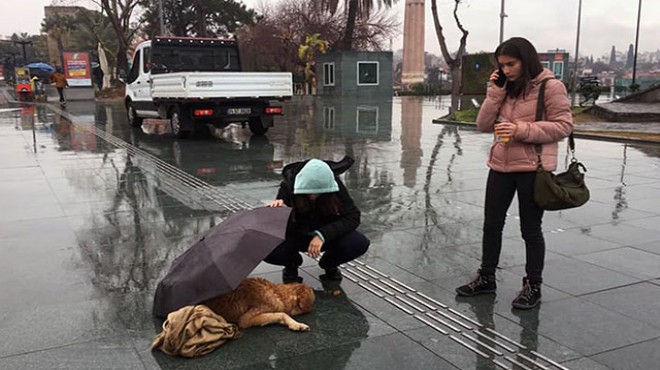 Yağmurda ıslanan köpeğe şemsiyeli koruma