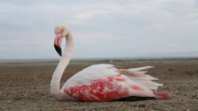 Yaralı flamingoyu sahil güvenlik kurtardı