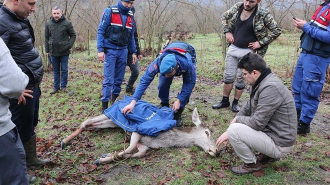 Yaralı geyik donmak üzereyken kurtarıldı