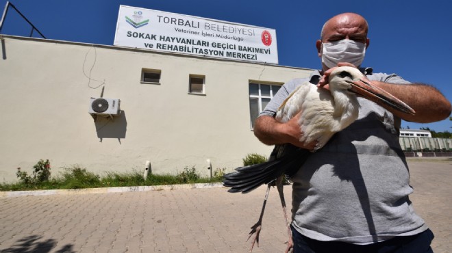 Yaralı leyleğe Torbalı Belediyesi sahip çıktı