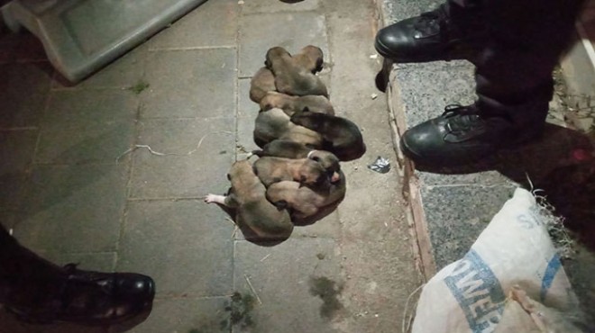 Yavru köpekler çuval içerisinde sokağa atıldı!