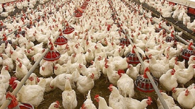 Yem krizi: 2,5 milyon tavuk ölebilir!