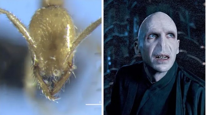 Yeni karınca türüne Voldemort'un adı verildi!