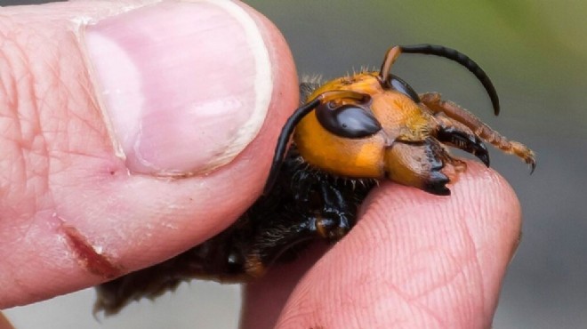Yeni tehdit: Katil arılar can aldı!