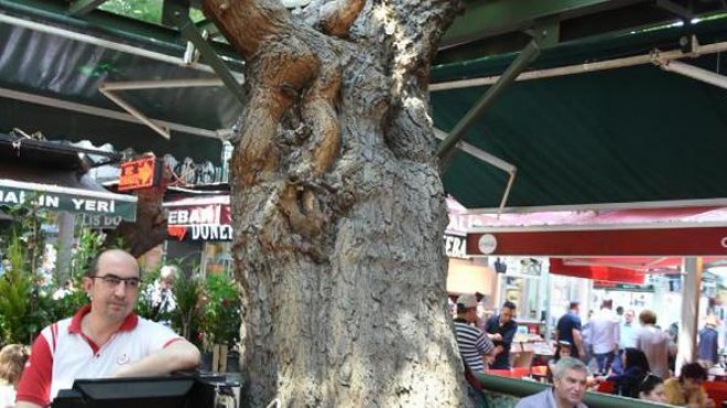 Yer: İzmir... Bu ağaçlara nazar değmesin