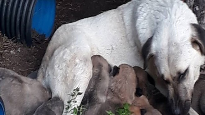 Zehirli et verilen köpek ile 3 yavrusu ve 3 kedi öldü