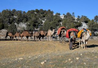 Sarıkeçili Yörüklerin develi 'kış yurdu' yolculuğu