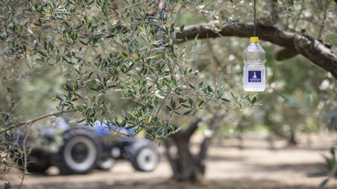 Büyükşehir den örnek işbirliği: Foça’da 44 bin zeytin ağacı korunacak
