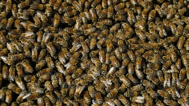  Canavar gördüm  demişti... Odasından binlerce arı çıktı!