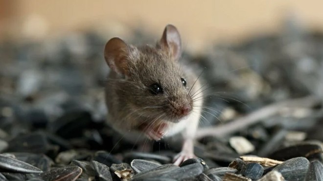  Omicron  varyantının kaynağı fareler mi?